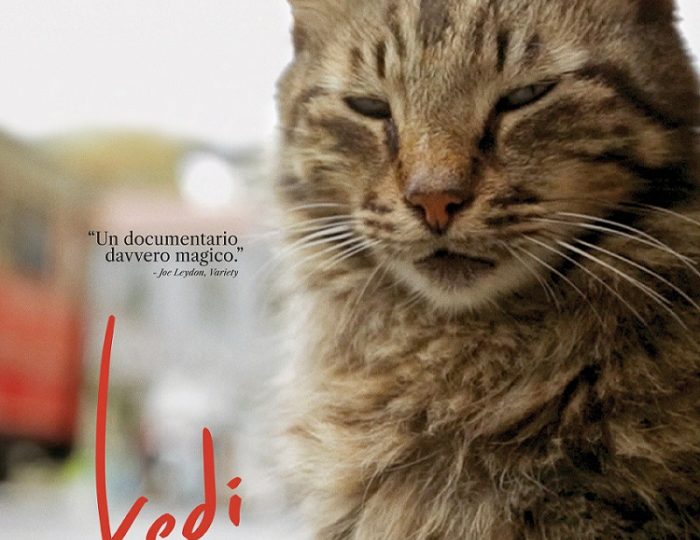 Kedi. La città dei gatti